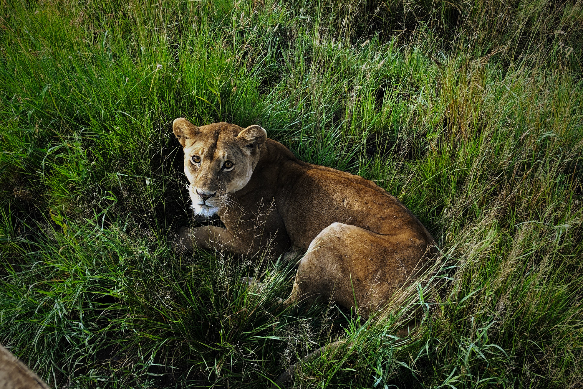 Close-up shot of a lionness